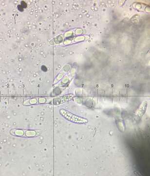 Image of Spumatoria longicollis Massee & E. S. Salmon 1901