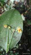 Image of Lepanthes quetzalensis Luer & Béhar