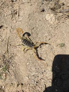 Image of Arizona Hairy Scorpion