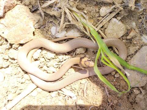 Image of Collared Dwarf Racer