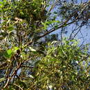 Image of Eucalyptus globulus subsp. pseudoglobulus (Naud. ex Maiden) Kirkpatrick