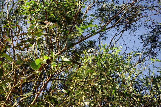 Image of Eucalyptus globulus subsp. pseudoglobulus (Naud. ex Maiden) Kirkpatrick