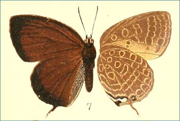 Image of Arhopala allata (Staudinger 1889)