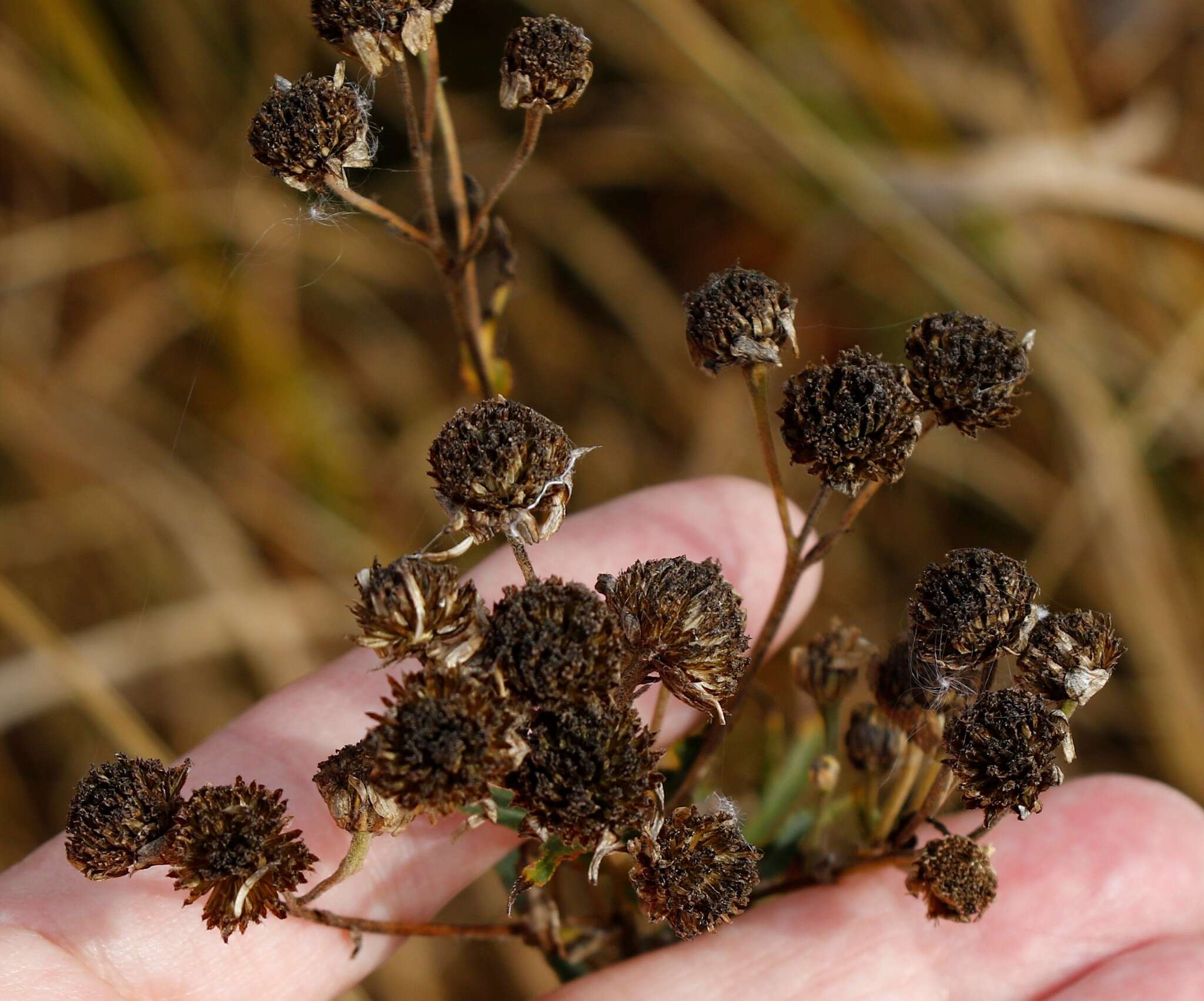 Image of Achillea alpina subsp. camtschatica (Heimerl) Kitam.