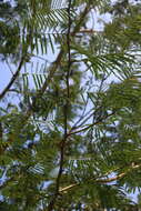 Image of catechu tree