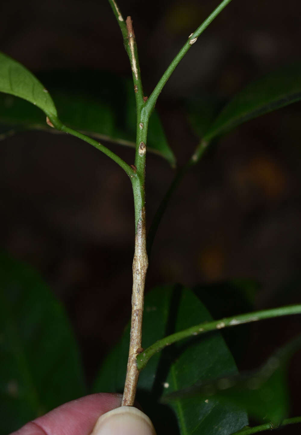 Image of Glycosmis trifoliata (Bl.) Spreng.