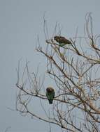 Image of Damara Meyer's Parrot