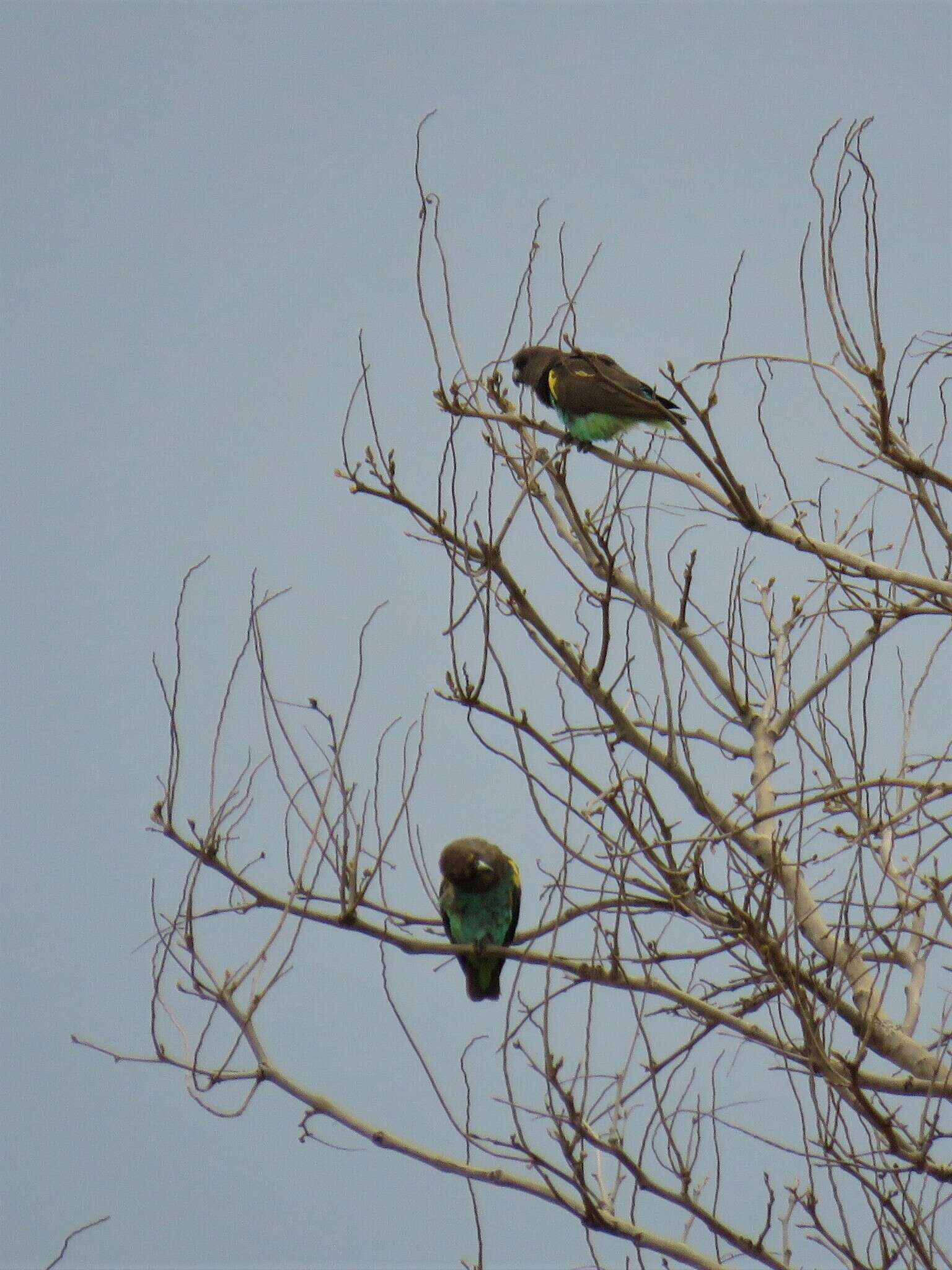 Image of Damara Meyer's Parrot