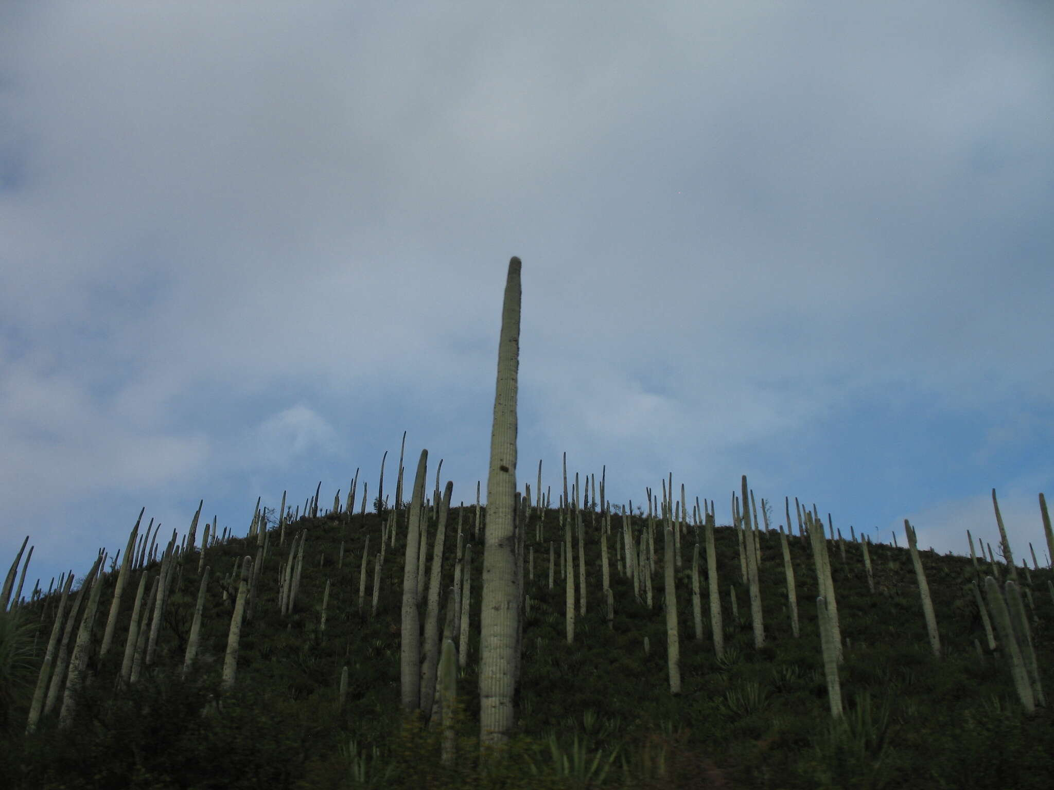 Image of Cephalocereus columna-trajani (Karw.) K. Schum.