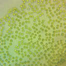 Image of Tetraspora lubrica