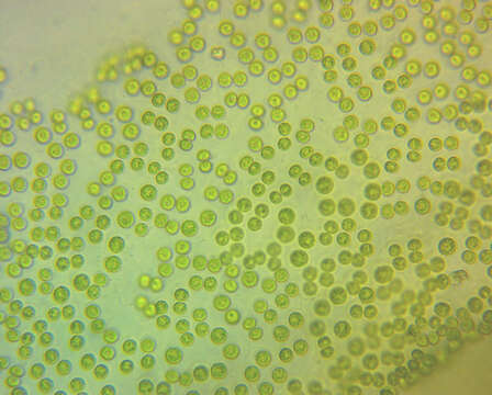 Image of Tetraspora lubrica