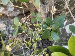 Plancia ëd Olea capensis subsp. enervis (Harv.) I. Verd.