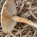 Plancia ëd Saproamanita nauseosa (Wakef.) Redhead, Vizzini, Drehmel & Contu 2016