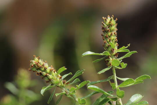 Image of Otholobium spicatum (L.) C. H. Stirt.