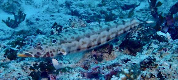 Image of Latticed sandperch