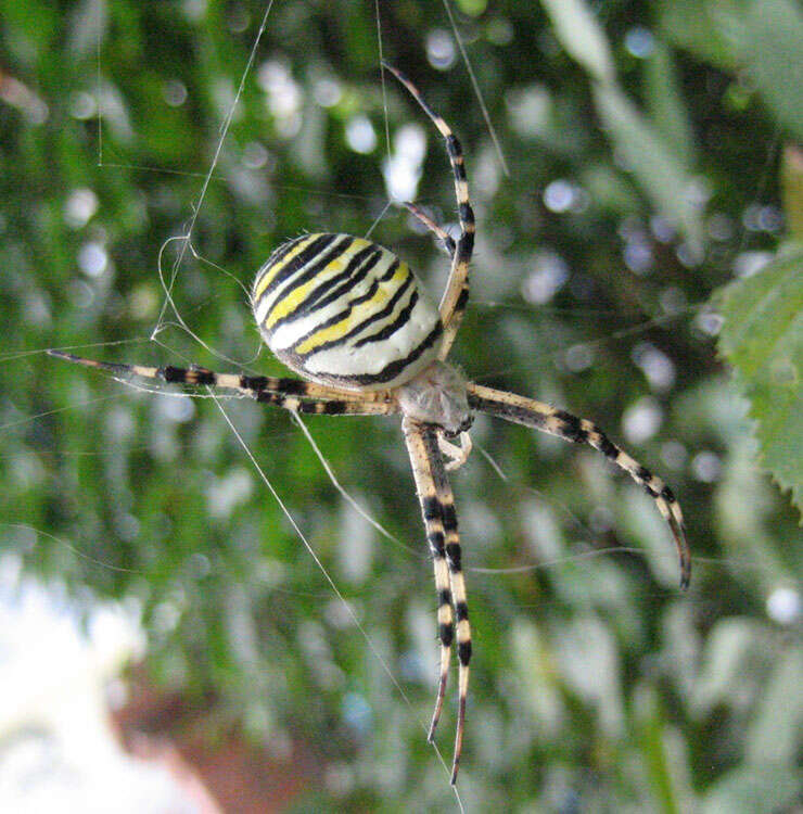 Image of Barbary Spider