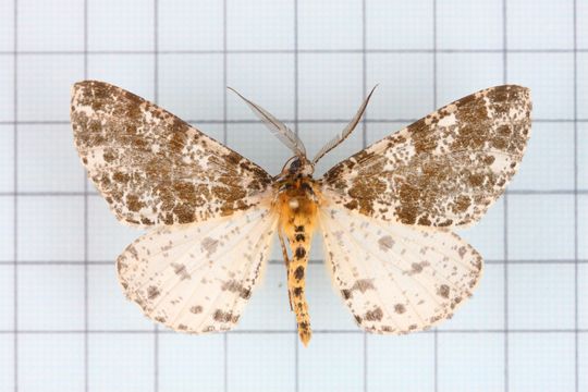 Image of <i>Arichanna picaria</i> Wileman 1910