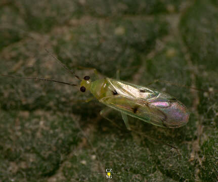 Image of Paraproba crotonica Carvalho 1987