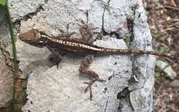 Image of Common Puerto Rican anole