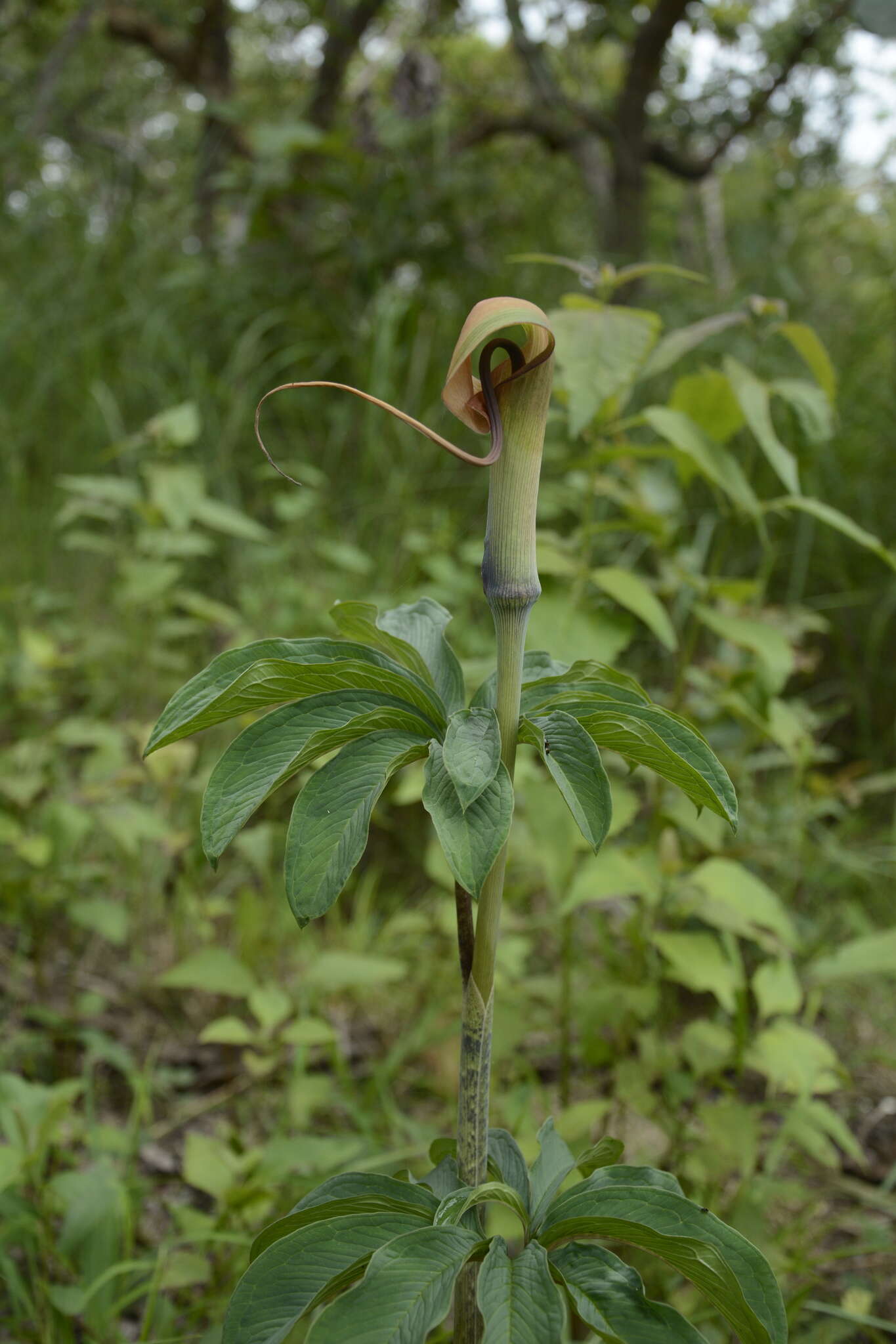 Image of arisaema