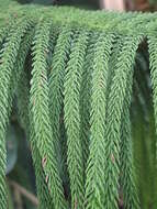 Image of Narrow-leaf araucaria