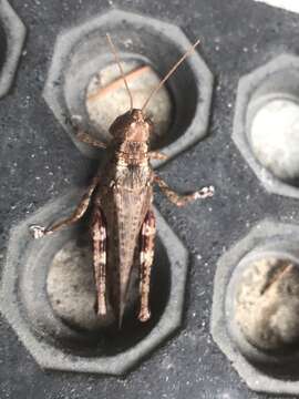 Image of Pine Tree Spur-throat Grasshopper