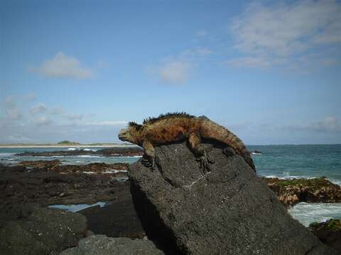 Image of marine iguana