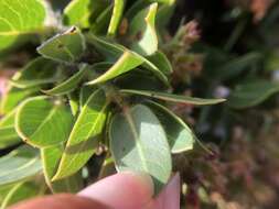 Image of San Bruno Mountain manzanita