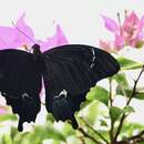Image of Swallowtail butterfly