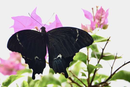 Image of Swallowtail butterfly