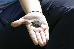 صورة Trachemys scripta scripta (Schoepff 1792)