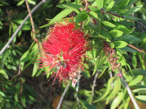 صورة Callistemon viminalis (Sol. ex Gaertn.) G. Don