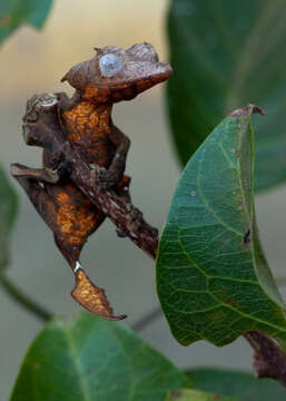 Image of Leaf-tailed gecko