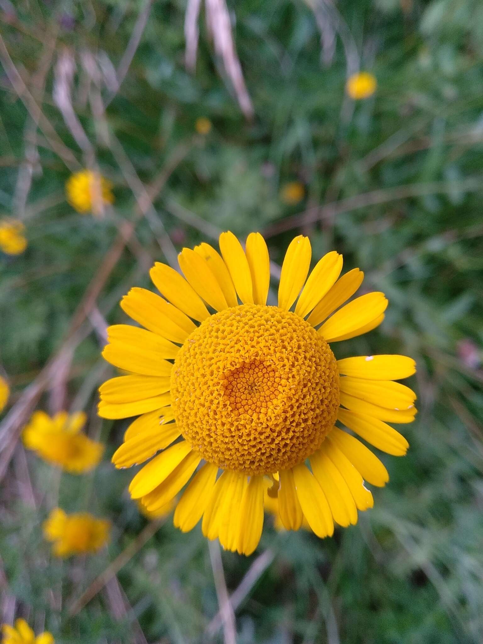 Cota tinctoria subsp. tinctoria resmi