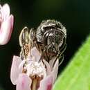 Image de Lasioglossum pectorale (Smith 1853)