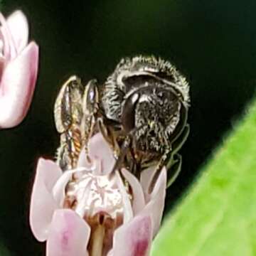 Imagem de Lasioglossum pectorale (Smith 1853)