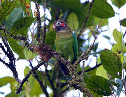 Image of Brown-hooded Parrot