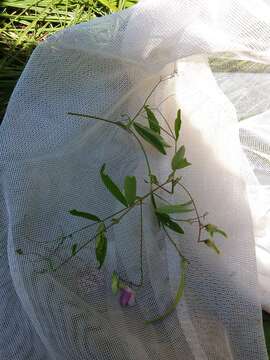 Imagem de Lathyrus palustris L.