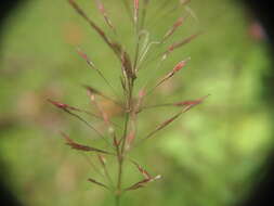 Image of golden false beardgrass