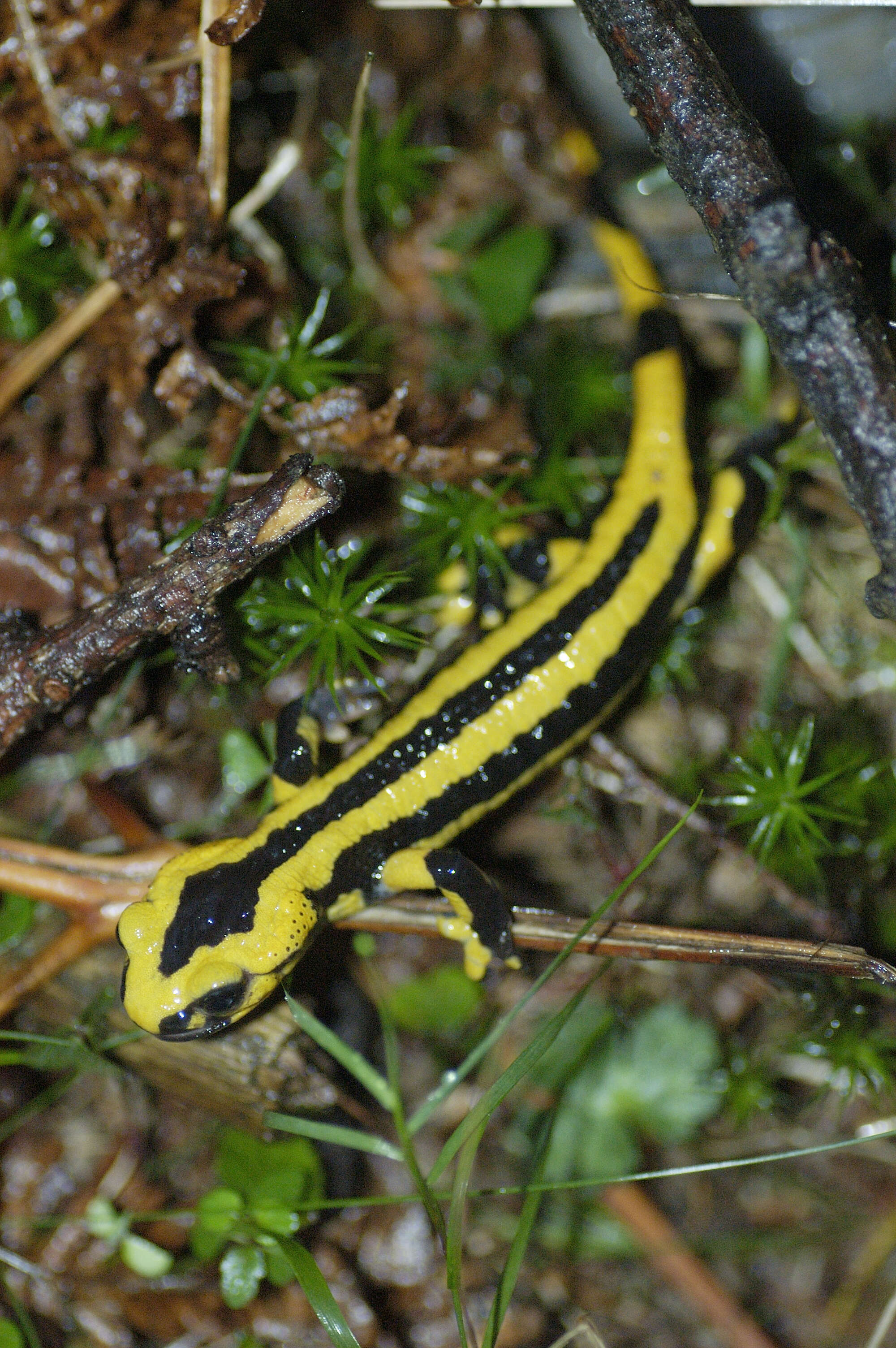 Image of Common Fire Salamander