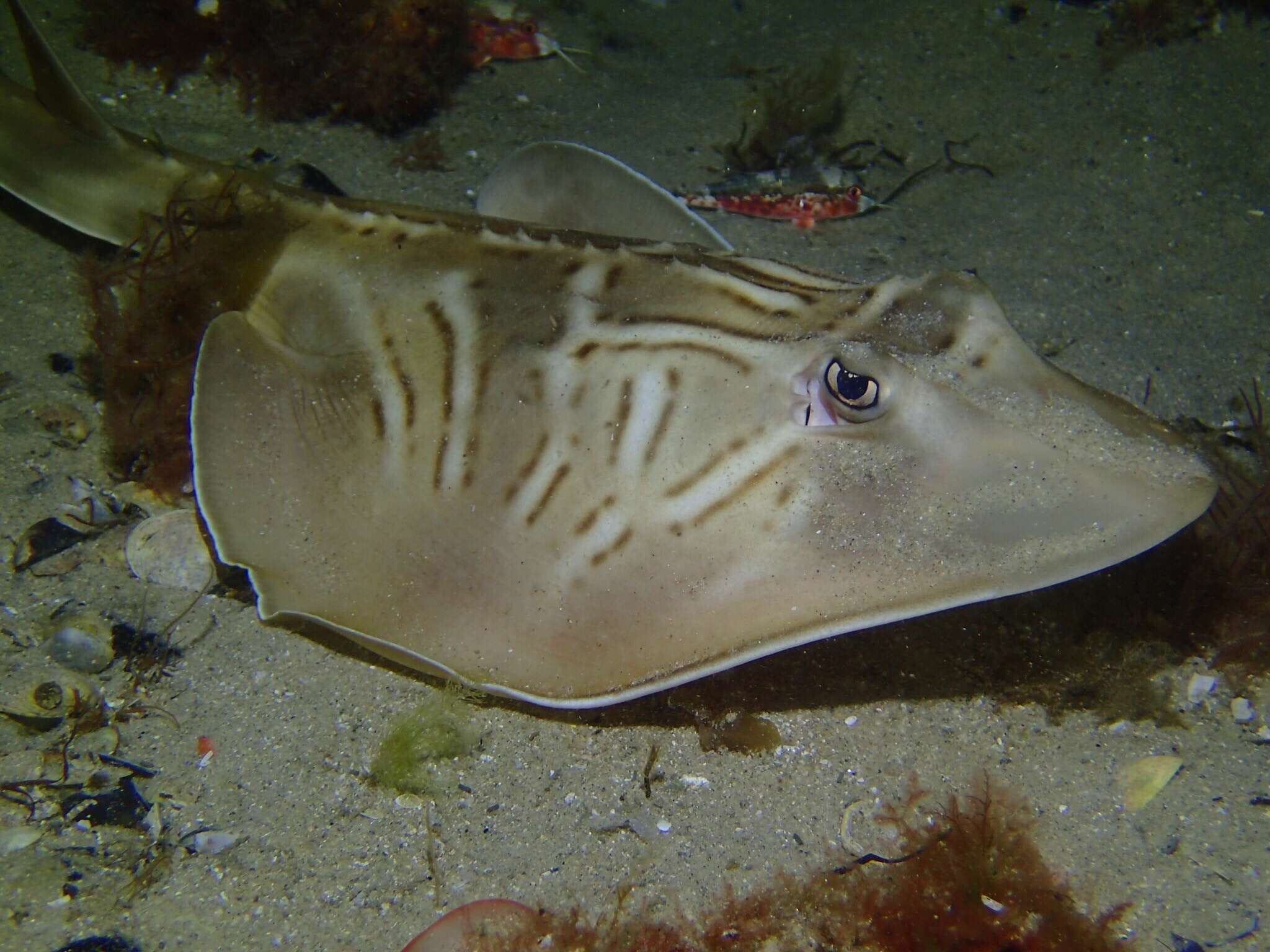 Image of Black and white fiddler ray