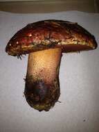 Image of Rubroboletus pulcherrimus (Thiers & Halling) D. Arora, N. Siegel & J. L. Frank 2015