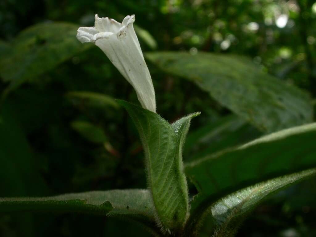 Image of Ruellia leonardiana