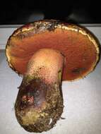 Image of Rubroboletus pulcherrimus (Thiers & Halling) D. Arora, N. Siegel & J. L. Frank 2015