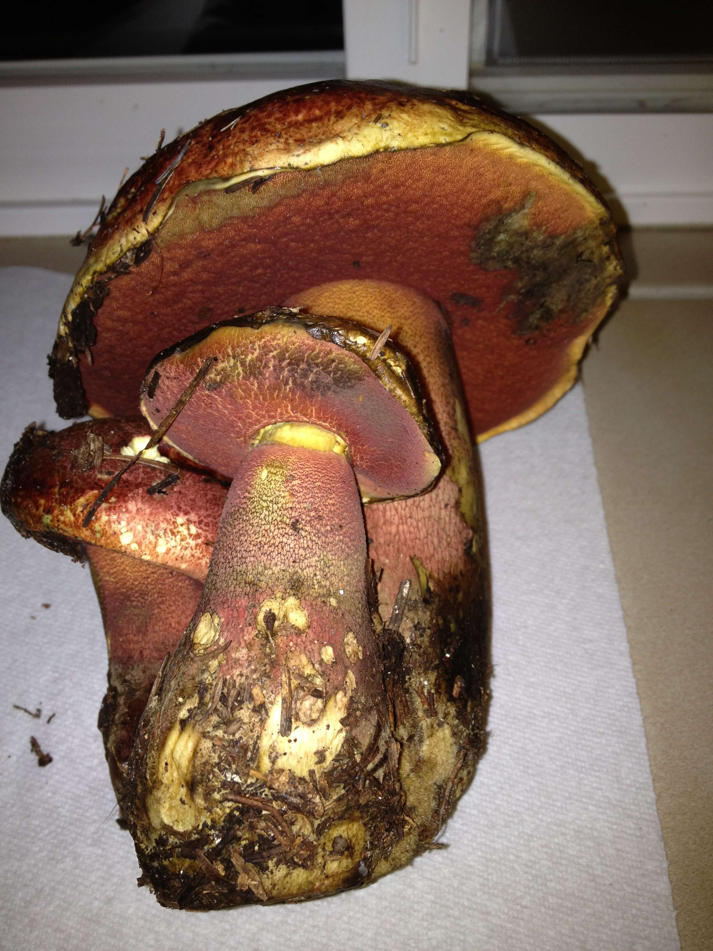 Image of Rubroboletus pulcherrimus (Thiers & Halling) D. Arora, N. Siegel & J. L. Frank 2015