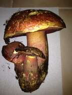 Image of Rubroboletus pulcherrimus (Thiers & Halling) D. Arora, N. Siegel & J. L. Frank 2015