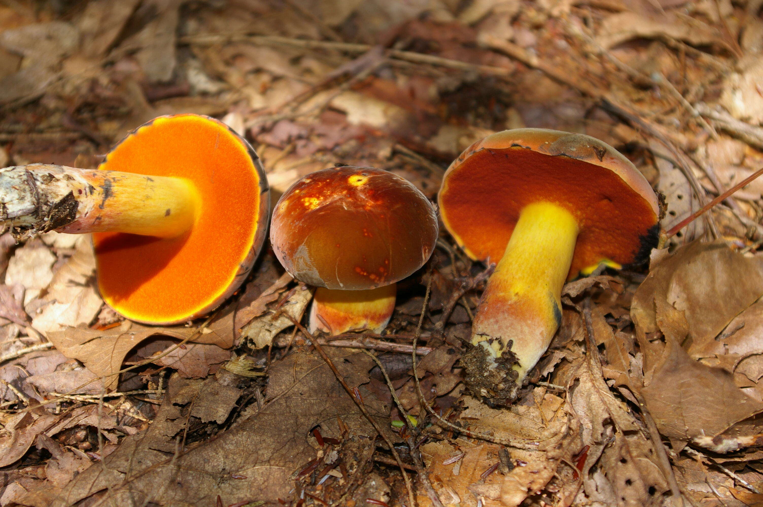 Imagem de Boletus subvelutipes