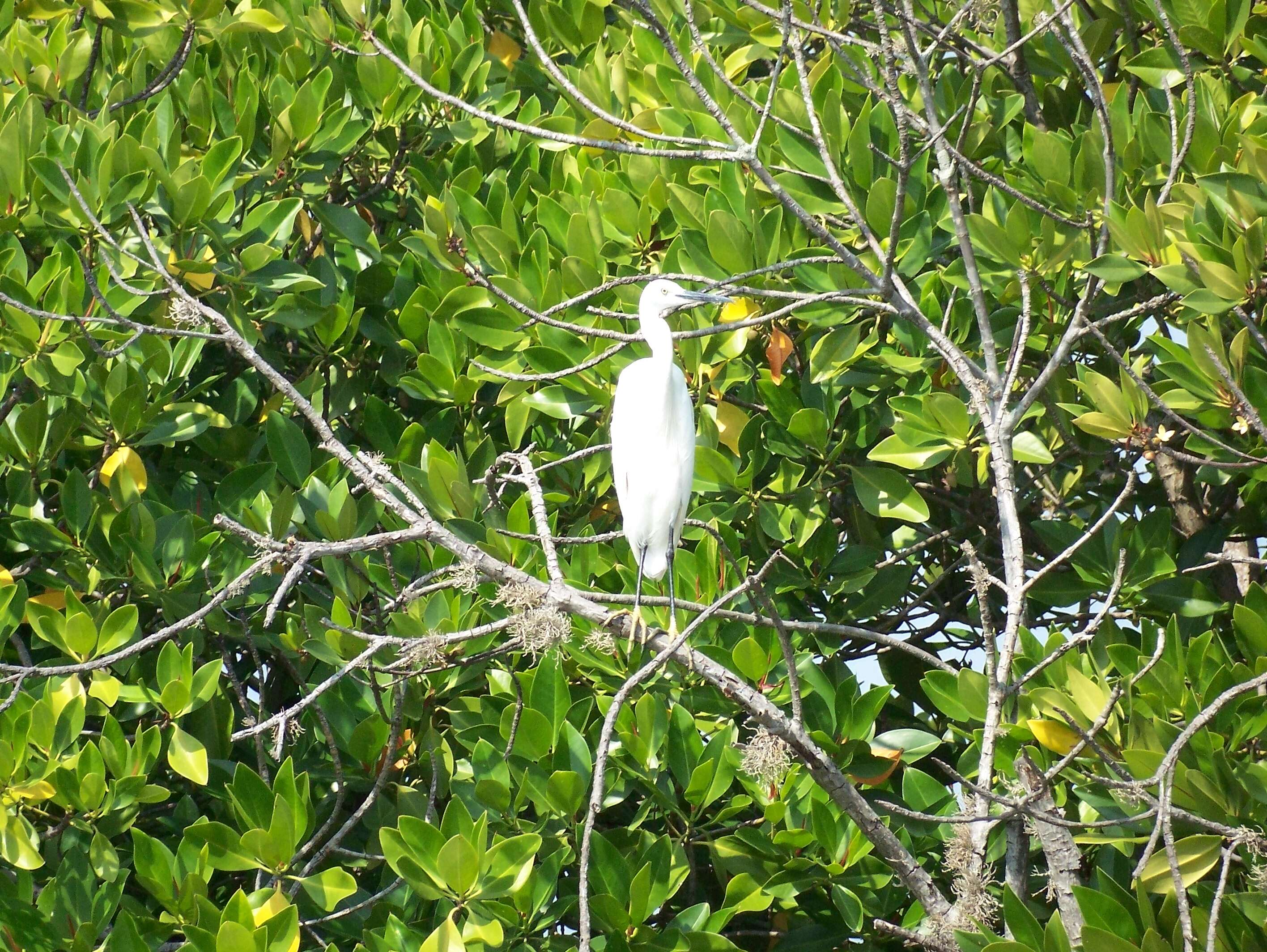 Image of Little Egret