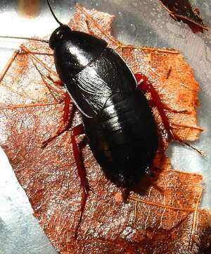 Image of Dark Wood Cockroach