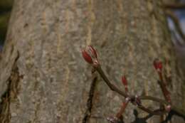 Image of Grey-budded snake-bark-maple